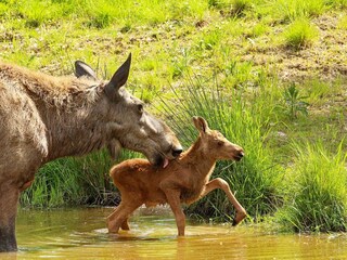Vakantiehuis Gräsmark  6