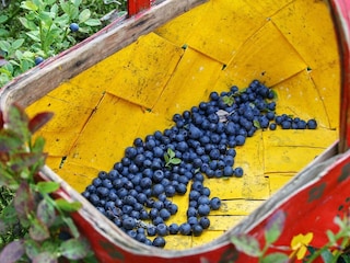 Ferienhaus Gräsmark  23