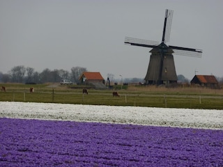 Holiday house Egmond aan Zee Environment 15