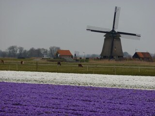 Vakantiehuis Egmond aan Zee Omgeving 15