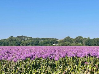 Holiday house Egmond aan Zee  19