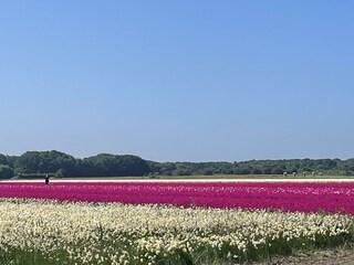 Vakantiehuis Egmond aan Zee Buitenaudio-opname 20