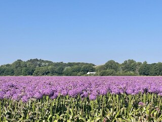 Vakantiehuis Egmond aan Zee Buitenaudio-opname 22