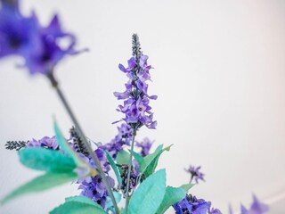 Casa per le vacanze Egmond aan Zee  34