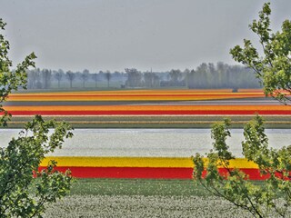 Casa per le vacanze Egmond aan Zee  16