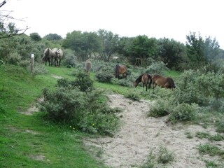 Holiday house Egmond aan Zee Environment 18