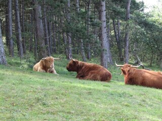 Ferienhaus Egmond aan Zee Außenaufnahme 23