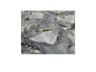 Vakantiehuis Tossens Omgeving 10