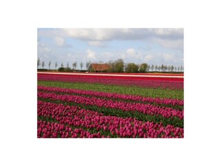 Umgebung Tulpenfelder April-Mai