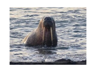 Überraschung am Brouwersdam