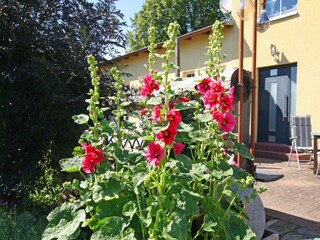 Appartement Wiek Buitenaudio-opname 9