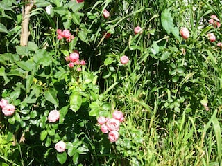 Apartment Wiek Außenaufnahme 14