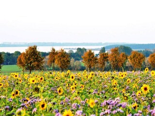 Apartamento Wiek  38