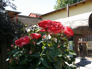 Appartamento Wiek  40