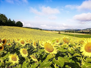 Ferienhaus Tournon-d'Agenais Umgebung 19