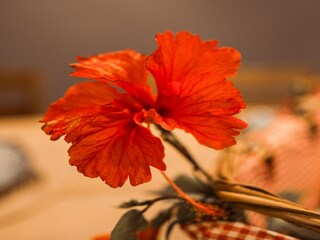 Villa Sainte-Anne (Martinique)  54