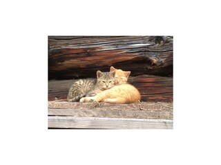 Katzen am Brunnerhof