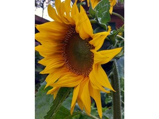 Sonnenblume