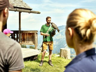 40_summer_in_rauris_bird_of_prey_show