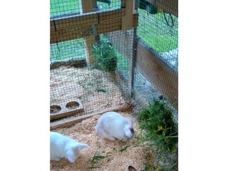 IMG-20220517-WA0003