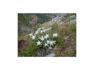 edelweiss