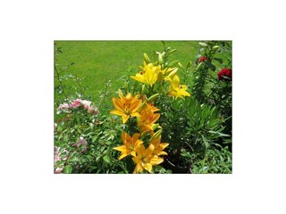 blumen