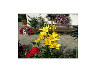 blumen terrasse