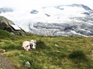 RS169_IMG_56681596027982165_2-lpr