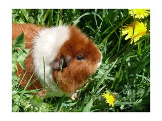 voglbach-meerschweinchen