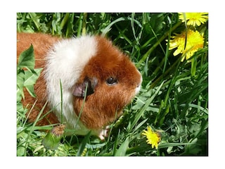 voglbach-meerschweinchen