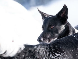 Grimming_Hunde-Schneespass-min