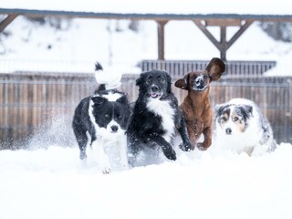 Dogcenter im Schnee-min
