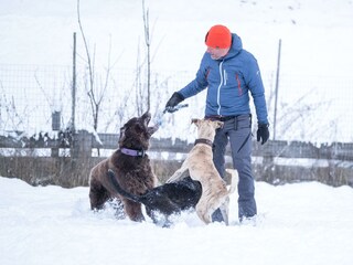 Dogsitting im Winter-min