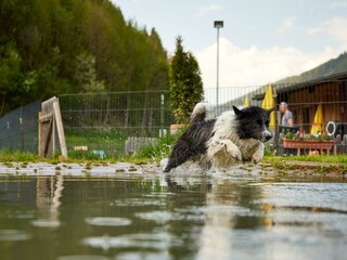 Grimming_Hunde-Badesee-min