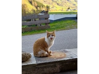 Katze 1