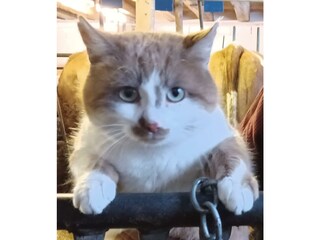 Katze