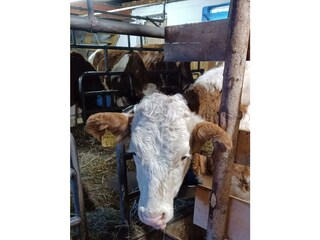 Stall