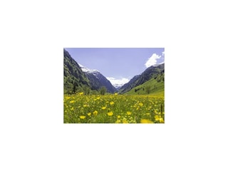 bluehende_fruehlingswiese_im_seidlwinkltal