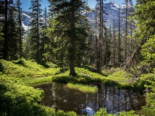 Raurisertal_Rauriser_Urwald_c_1500x1000_TVB_Rauris