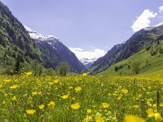 bluehende_fruehlingswiese_im_seidlwinkltal_c_flori