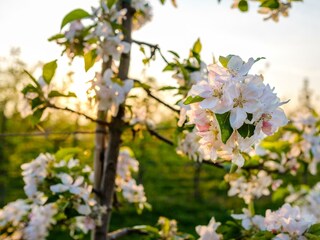 Apfelblüte
