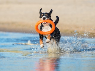 Chalet Noordwijk Environment 22