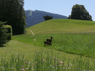 ...a view to Hörnle, Bad Kohlgrub...