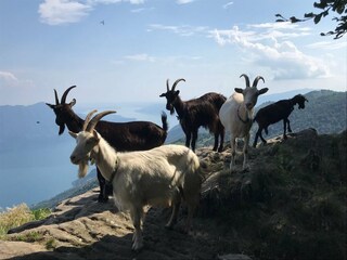 Appartement Ghiffa Environnement 28