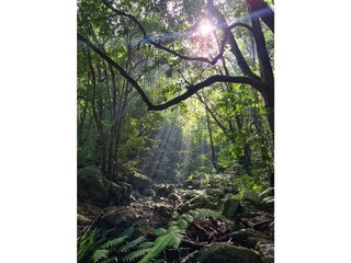 Mystische Wälder