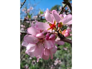 Mandelblüte