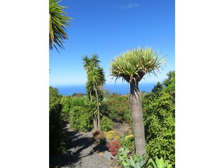 Garden and the atlantic ocean