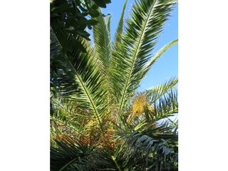 Kanarische Phoenix Palme