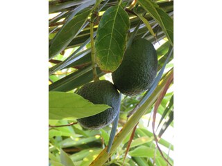 Avocados