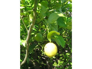 Zitronenbaum